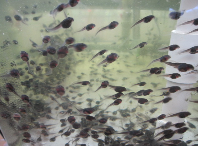 tadpoles at walt disney world