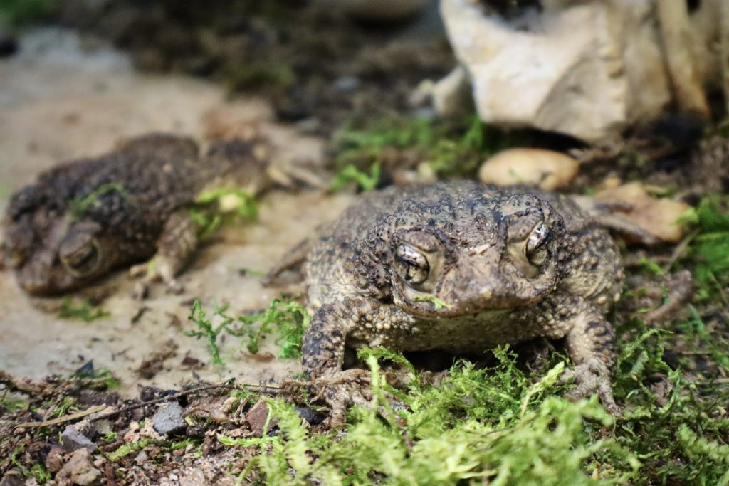 puerto rican crested toads in natural habitat