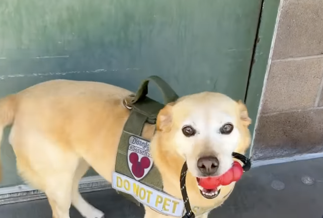A Disney Security dog wearing a service harness labeled &ldquo;Disney Security&rdquo; and &ldquo;Do Not Pet&rdquo; stands near a building entrance holding a red toy in its mouth.