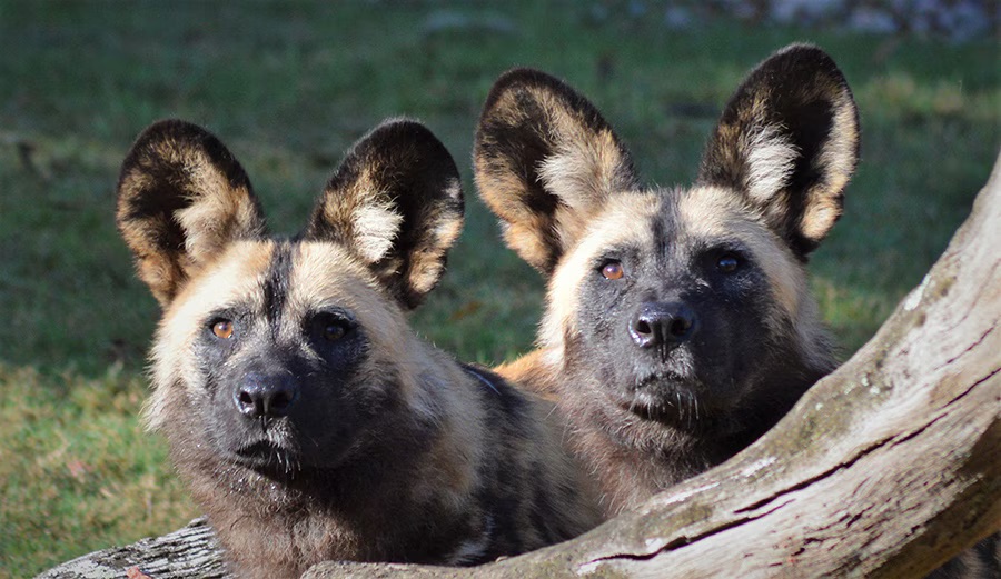 Painted Dogs