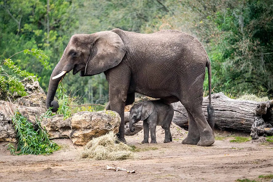 African elephants