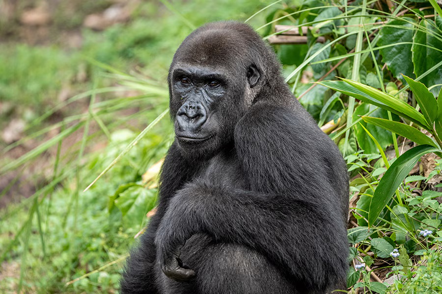 Western Lowland Gorilla
