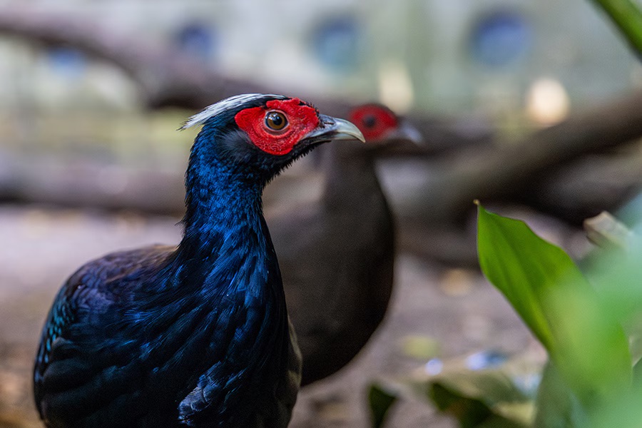 Vietnam Pheasant